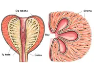 Prostat Bezi Belirtileri ve Tedavisi