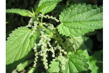 Prostat Bitkisel Tedavisi